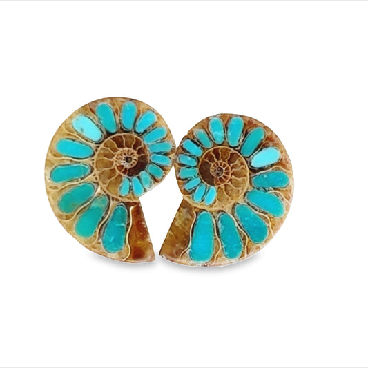 Ammonite With Turquoise Inlays Gemstones