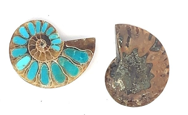 Ammonite With Turquoise Inlays Gemstones